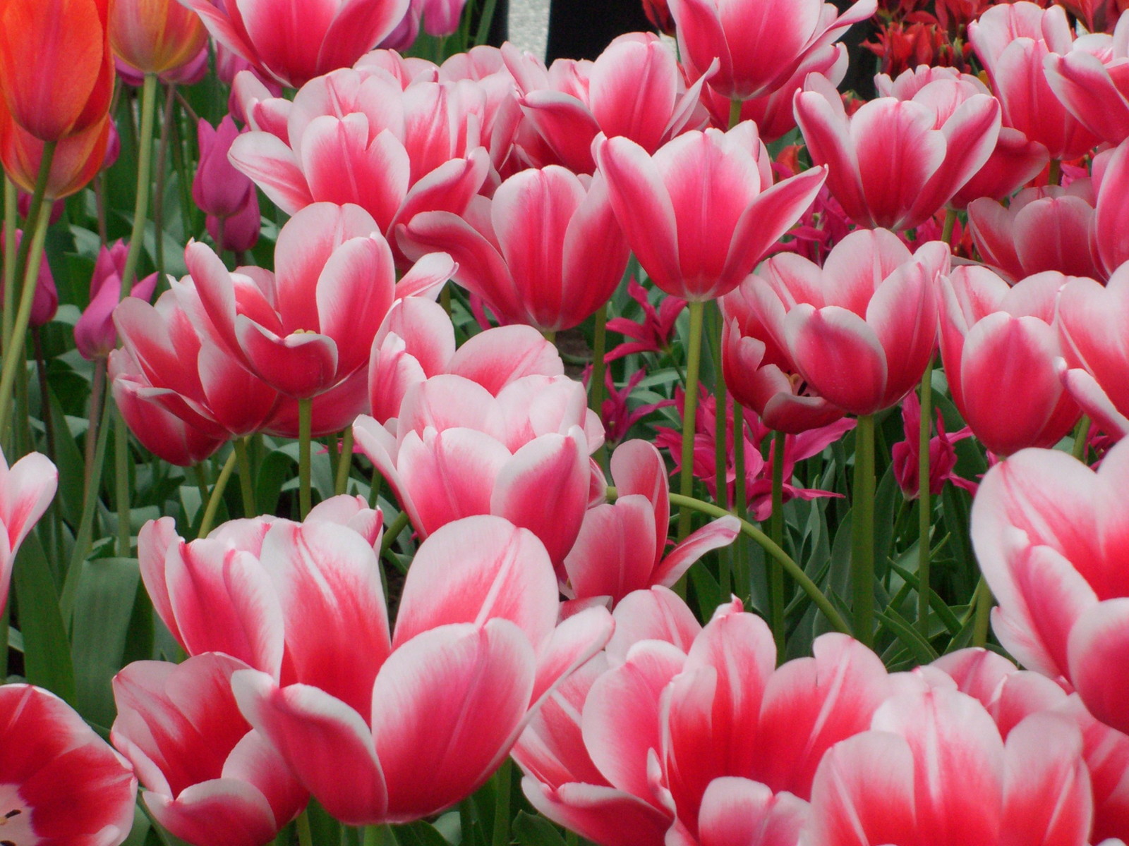 Netherlands Keukenhof